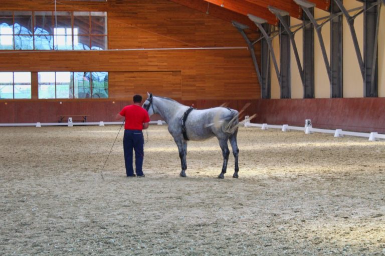 Djakovo Studfarm